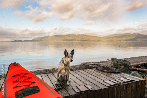 Fotografie Spotted dog anxiously awaits master by bright red Kayak