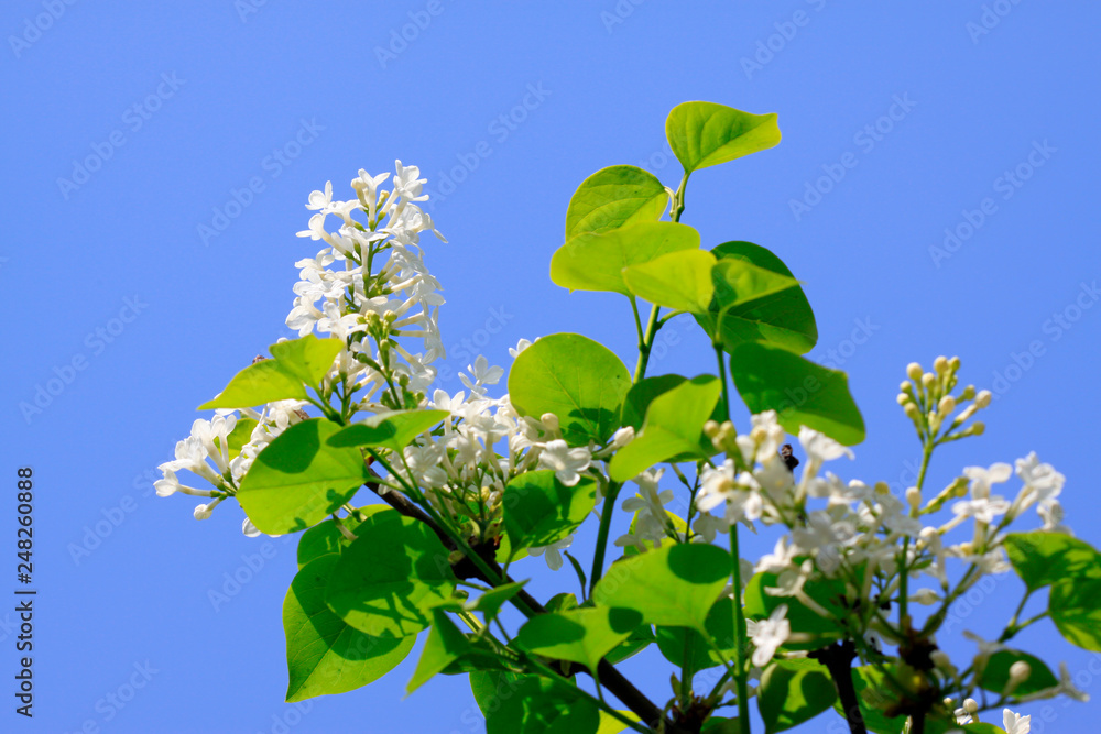 white clove flowers, syringa Linn white clove flowers, syringa Linn