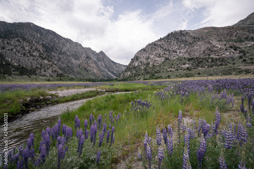 Wildflowers lupine growing in a meadow along the June Lake Loop in Eastern Sierra Nevada mountains of California