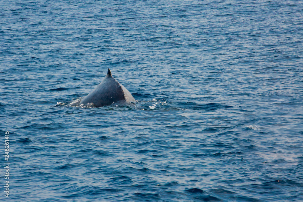 Naklejka premium Humpback whale mothers are playing with their children.
