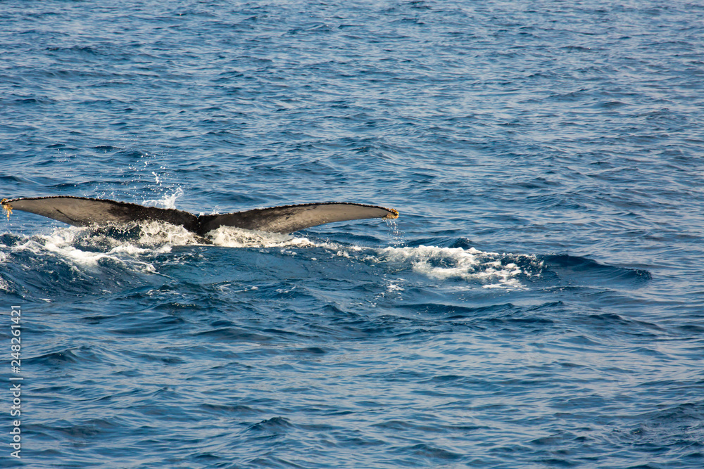 Naklejka premium Humpback whale mothers are playing with their children.