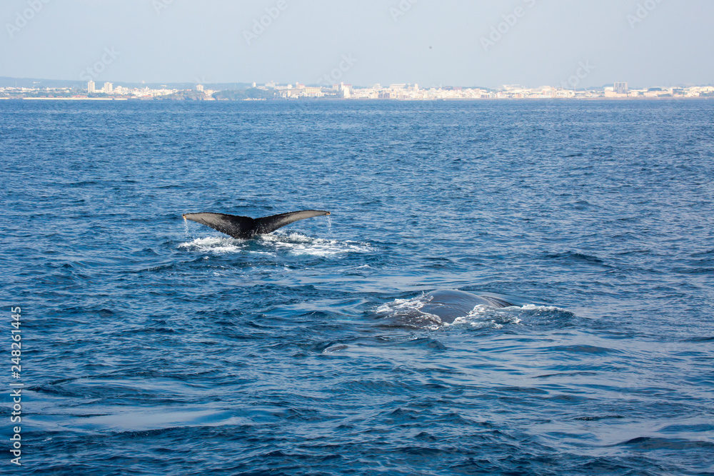 Obraz premium Humpback whale mothers are playing with their children.