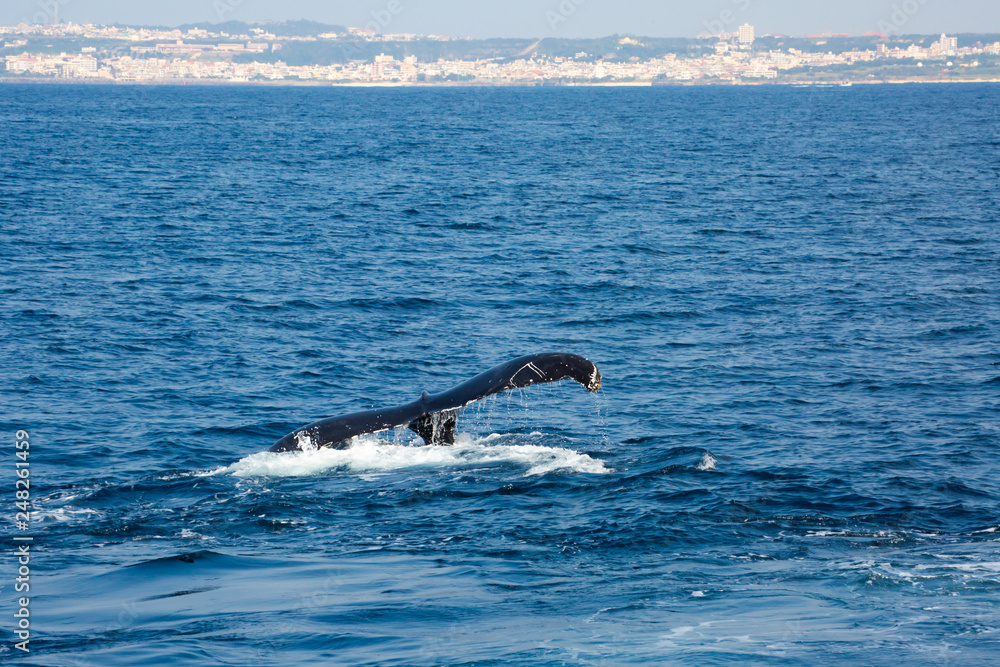 Fototapeta premium Humpback whale mothers are playing with their children.