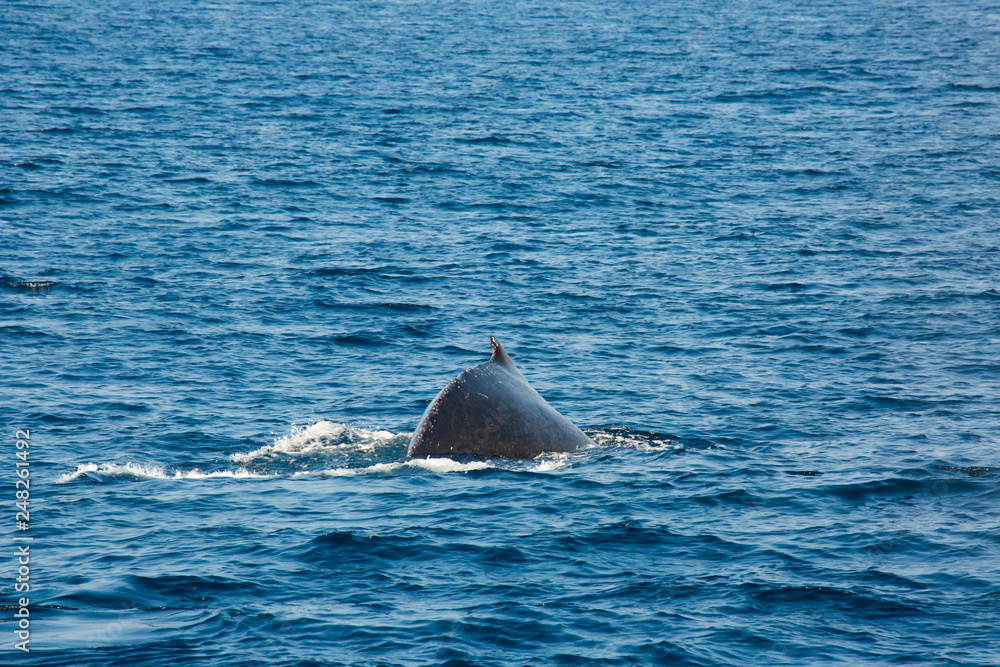 Fototapeta premium Humpback whale mothers are playing with their children.