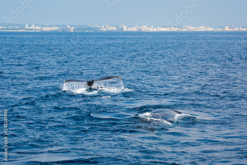 Humpback whale mothers are playing with their children. © dnai