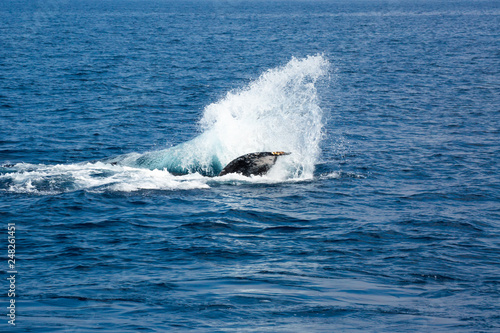 Humpback whale mothers are playing with their children.