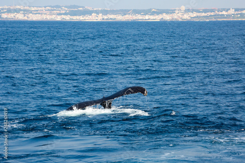 Humpback whale mothers are playing with their children.