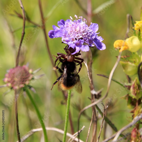 Krappenspinne mit Beute photo