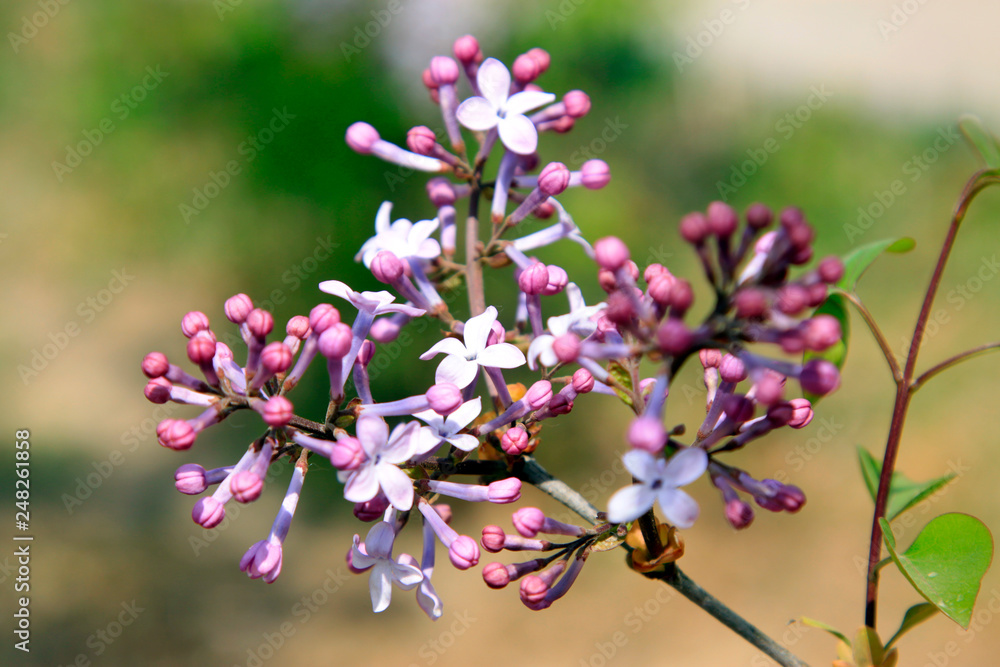 lilac clove flowers, syringa Linn