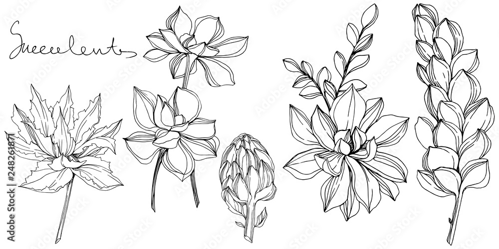 Vector Jungle botanical succulent flower. Black and white engraved ink art. Isolated succulents illustration element.