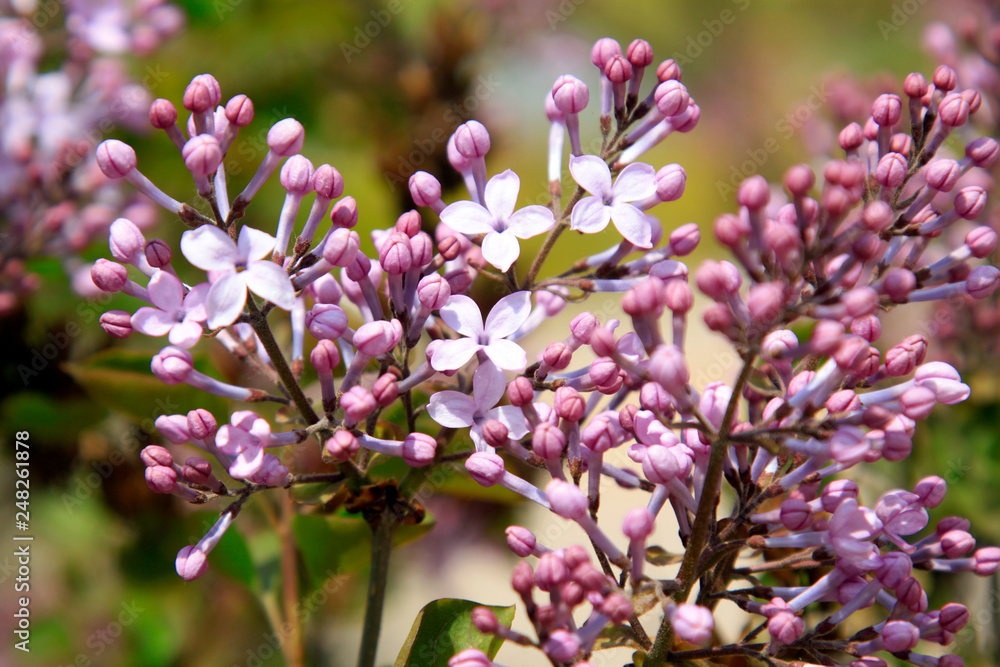 Fototapeta premium lilac clove flowers, syringa Linn