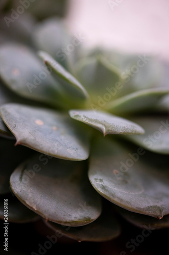 Succulent
