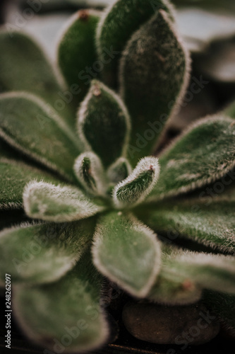 Succulent