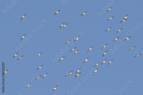 Squadron of american white pelicans migrating in fall - taken on the Minnesota River