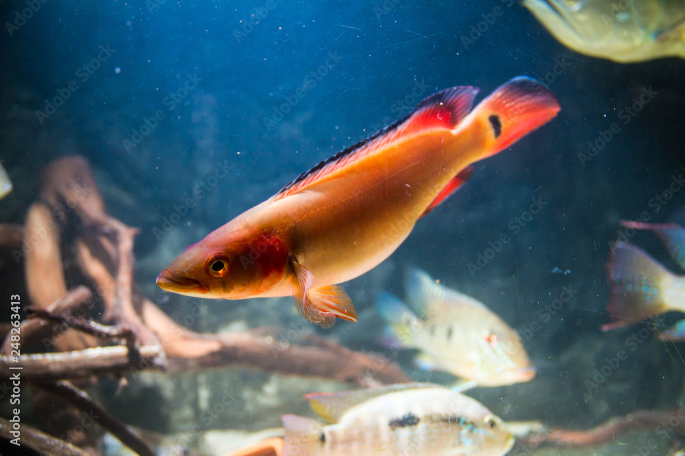 Naklejka premium Atabapo red pike cichlid (Crenicichla lugubris)