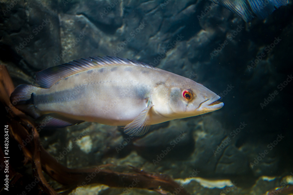 Fototapeta premium Pike cichlid (Crenicichla sp.)