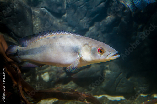 Pike cichlid (Crenicichla sp.)