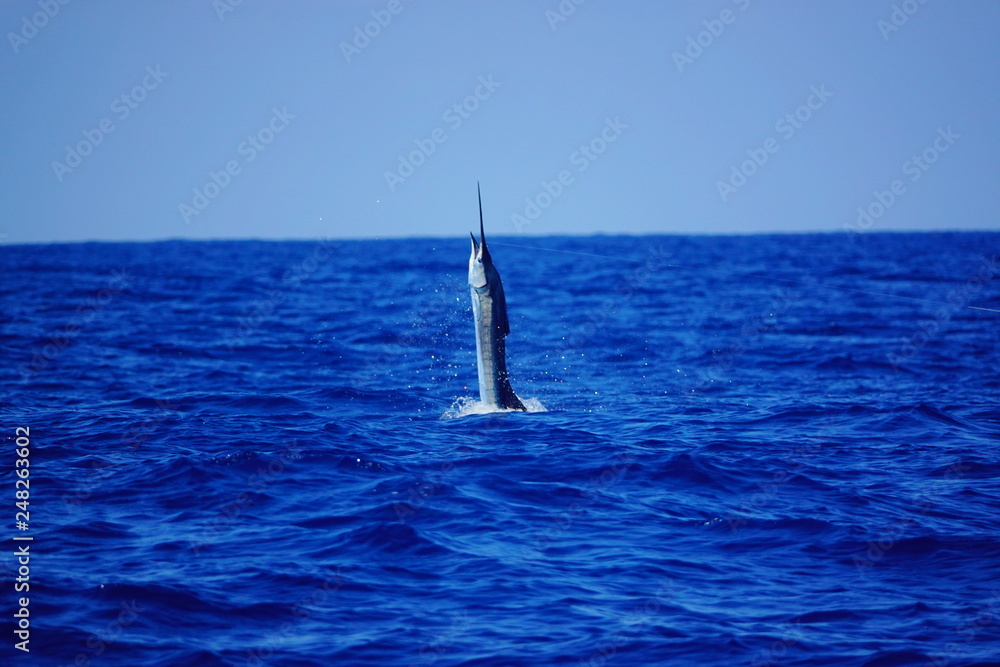 Naklejka premium swordfish jumping out of water