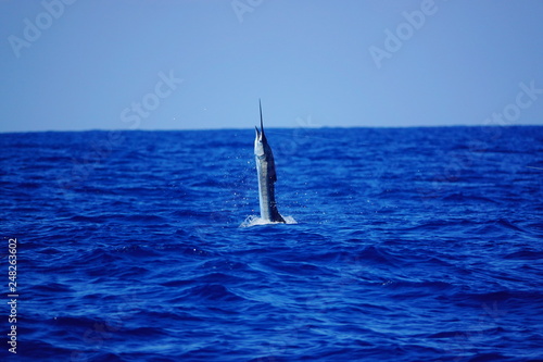 swordfish jumping out of water