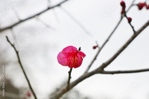 梅の花　紅梅　早咲き　茨城