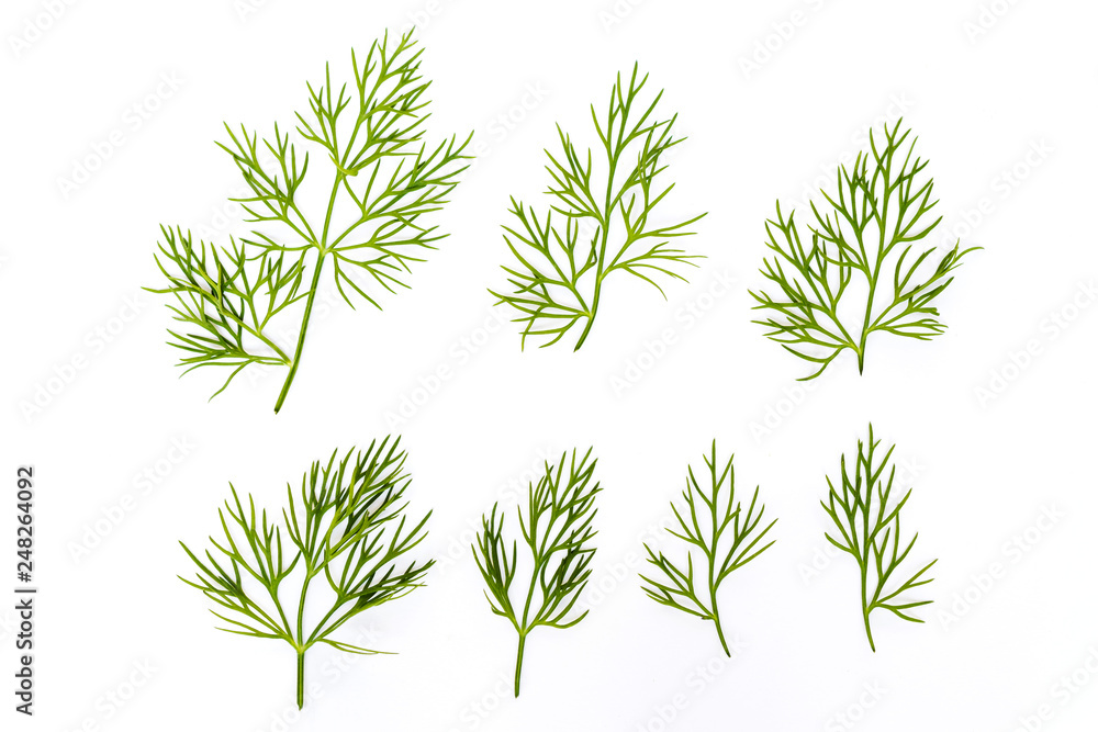 Fototapeta premium Green fresh dill isolated on white background.