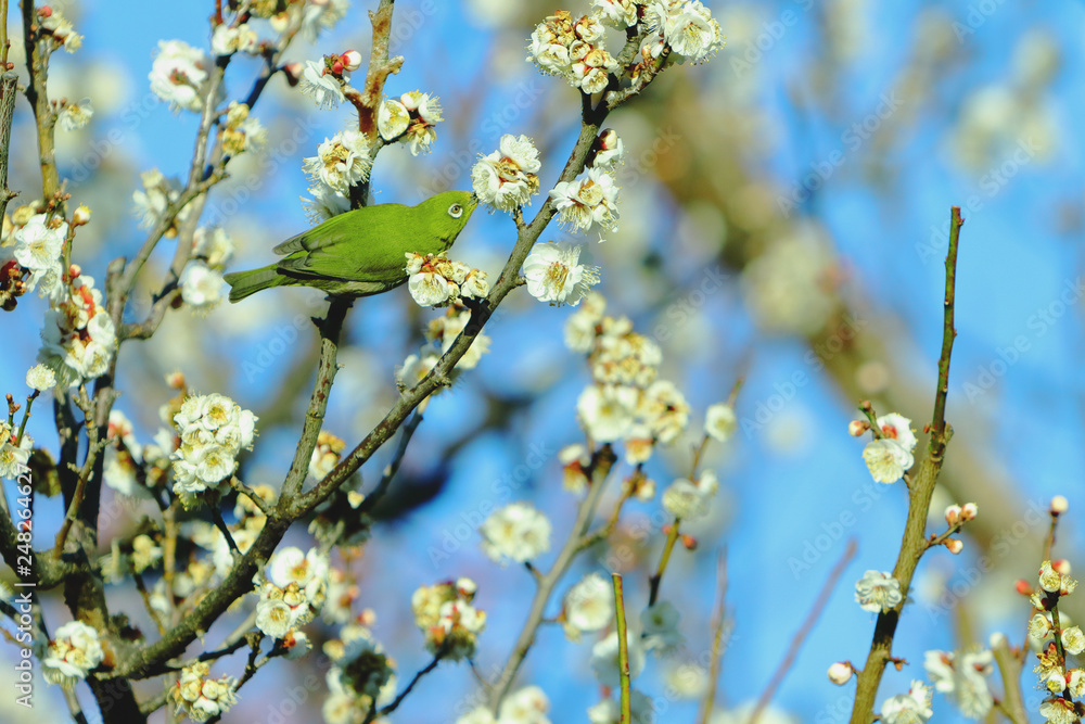 春の野鳥、梅にメジロ、メジロに白梅、春イメージ、春風景、グリーン