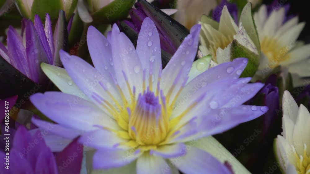 Purple lotus water lilies flower group aquatic plant Purple lotus water lilies flower group aquatic plant
