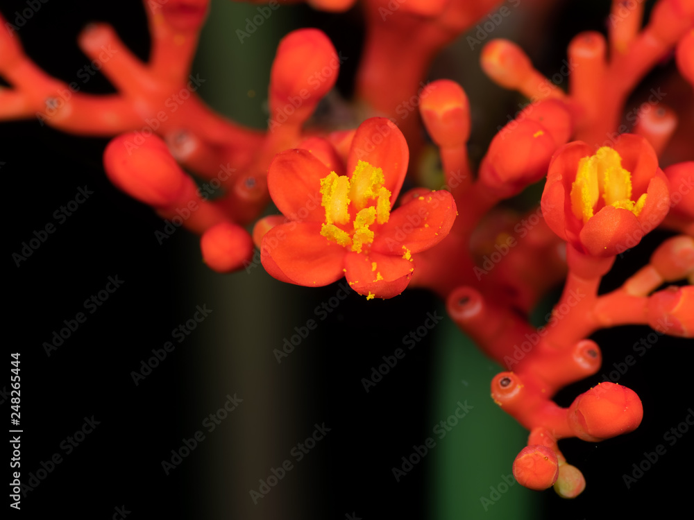 Macro Photo of Tiny Red Flower with Yellow Pollen, Selective Focus Macro Photo of Tiny Red Flower with Yellow Pollen, Selective Focus