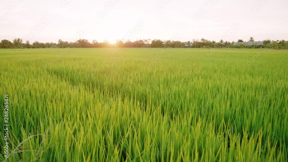 Rice field green grass and sunset landscape background with slow motion scene. Rice field green grass and sunset landscape background with slow motion scene.
