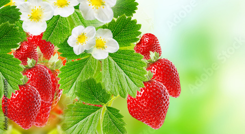 ripe strawberries garden