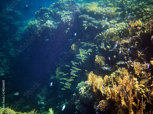 underwater photo of coral reefs with different fishes in red sea