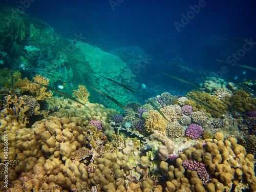 Underwater photo of cornetfish with coral reefs in red sea