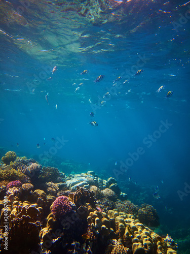 underwater photo of coral reefs with Sergeant major fishes in red sea