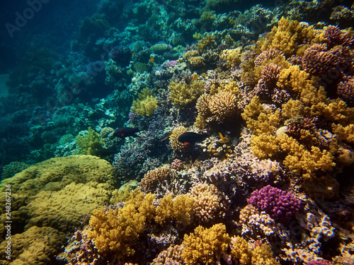 Underwater photo of fishes with coral reefs in red sea