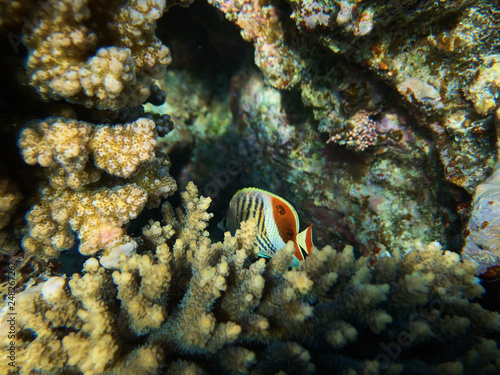Underwater photo of hiding in coral reefs Eritrean butterflyfish in red sea