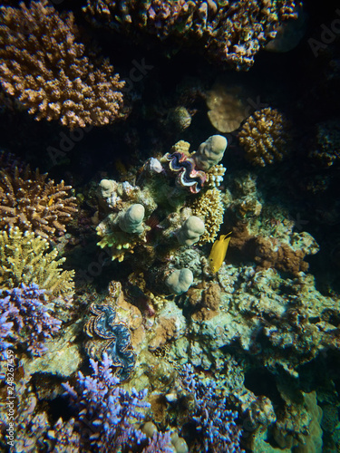 Underwater colorful photo of coral reef and tridacna clam
