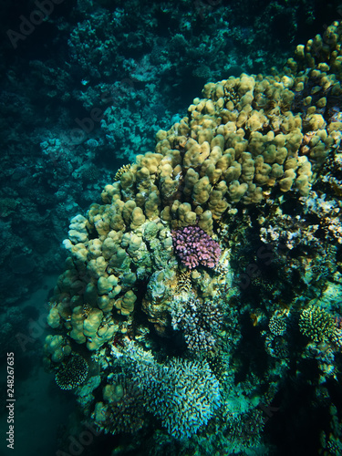 Underwater photo of coral reefs in red sea