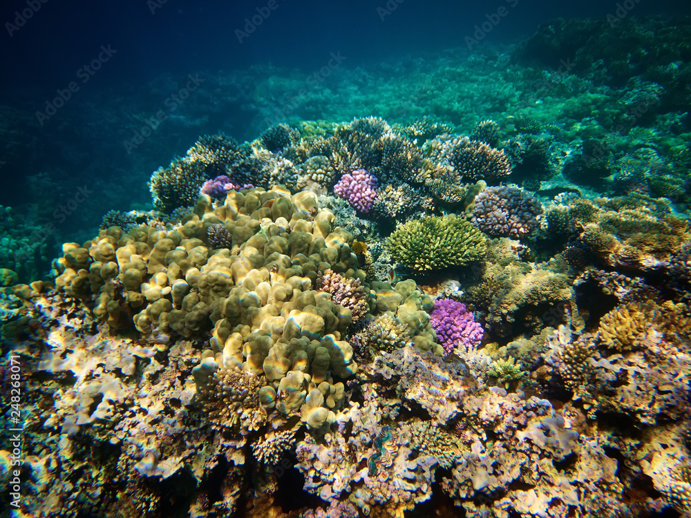 Underwater photo of coral reefs in red sea Underwater photo of coral reefs in red sea