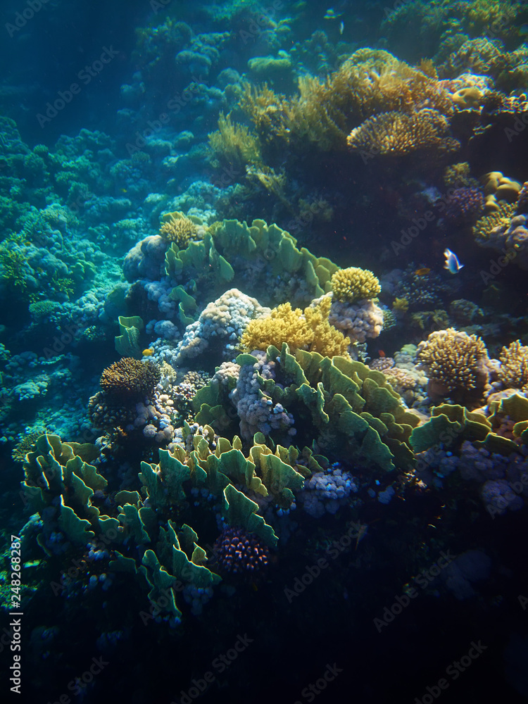 underwater photo of coral reefs in red sea underwater photo of coral reefs in red sea