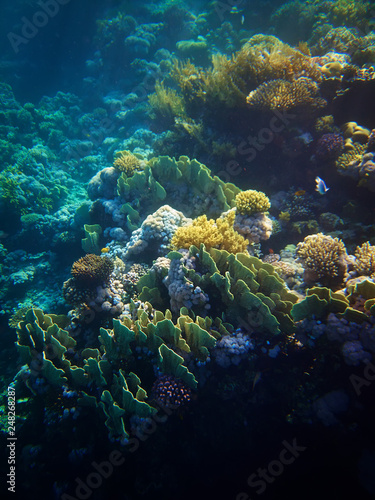 underwater photo of coral reefs in red sea