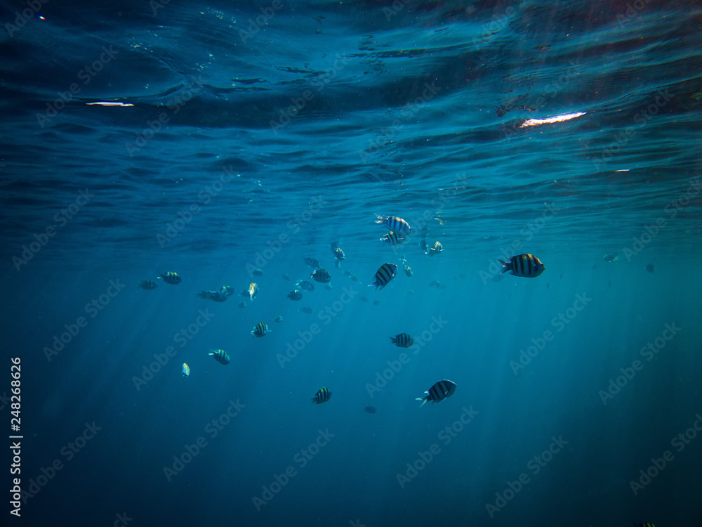 underwater photo of Sergeant major fishes in red sea