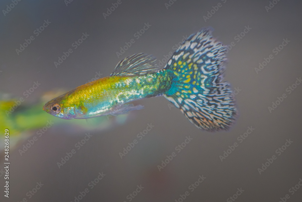 Fototapeta premium fancy guppy fish colorful mosaic colours in fresh water glass tang on black background.