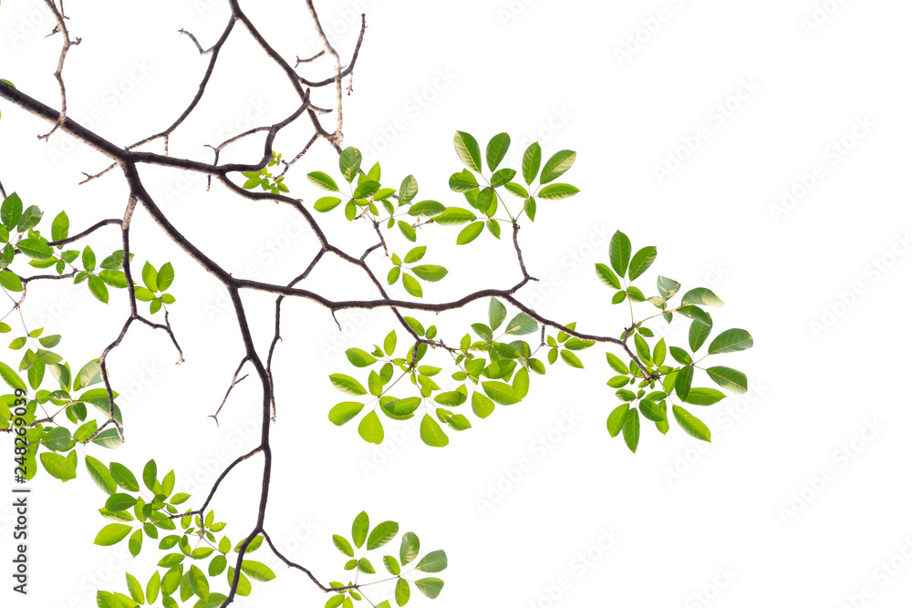 Naklejka premium brunch of Tabebuia rosea flower blooming in spring. Pink flower isolated on white background.