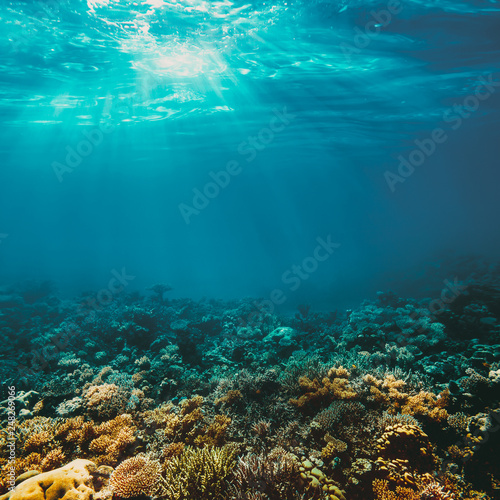 Underwater coral reef on the red sea