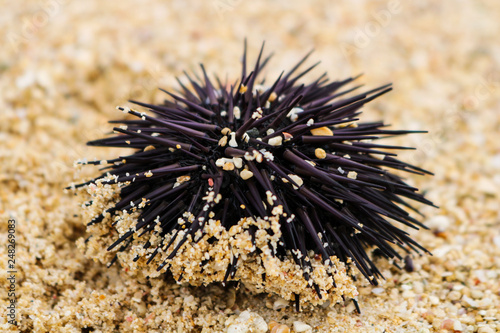 sea urchin © Aliona