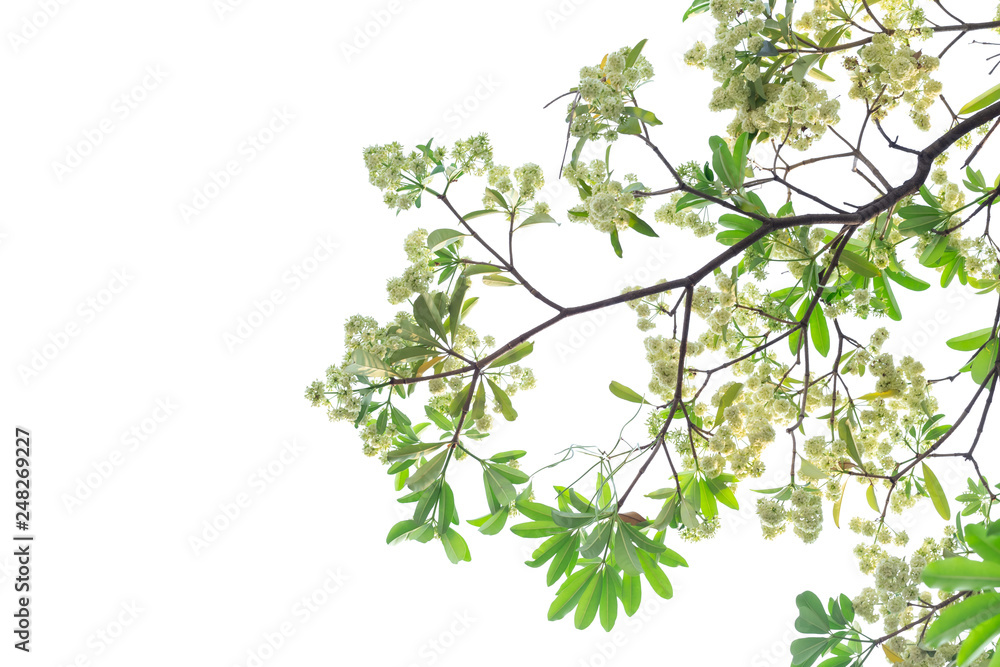 Tree branch isolated on white background. Tree branch isolated on white background.