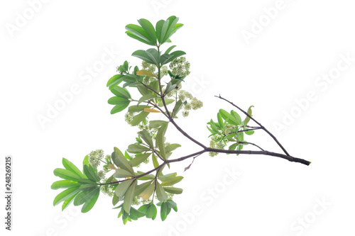 Tree branch isolated on white background.