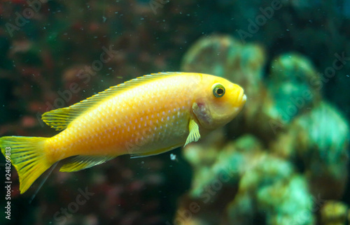 bright aquarium fish close-up
