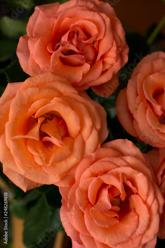 Rosas coral 9