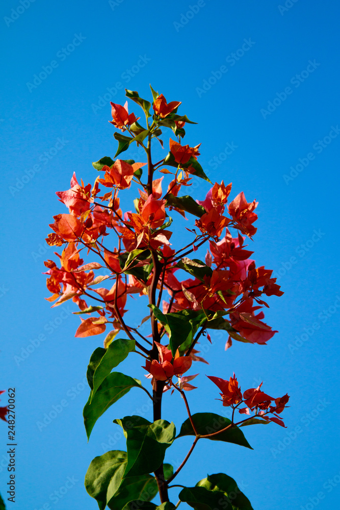 Bougainvillea bright flowers landscape Bougainvillea bright flowers landscape
